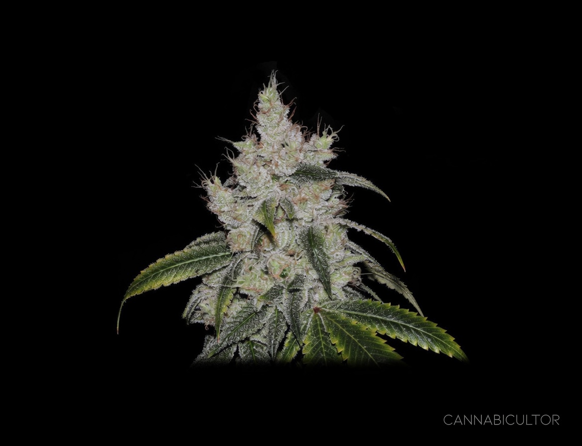 Chiquita Banana — genética del Banco Cannabicultor